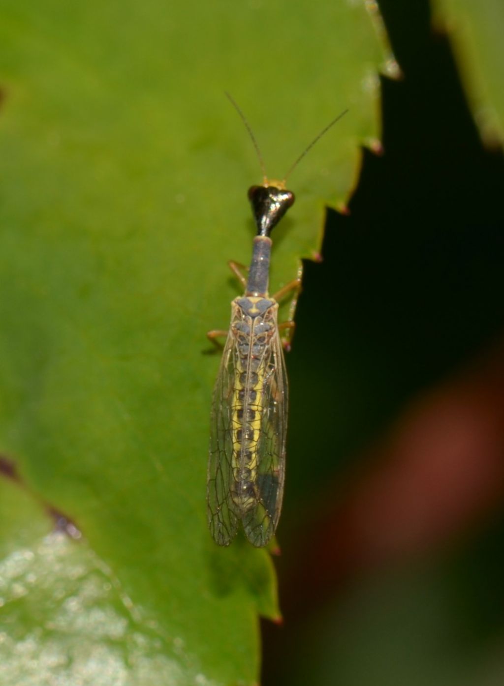 Raphidiida:  Xanthostigma corsicum?  S !